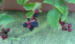 blackberry.jpg