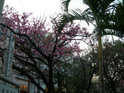 08O_SAKURA.jpg