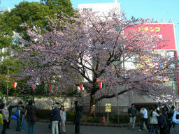 08SAKURA.jpg