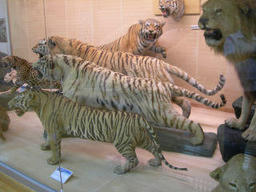 tora3.jpg