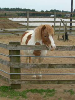 pony.jpg