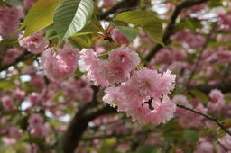 124040757041516326671_sakura3.jpg