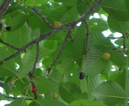 124394886044816304873_cherry_20090602222100.jpg