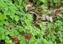 124394813807716231274_berry_20090602220857.jpg