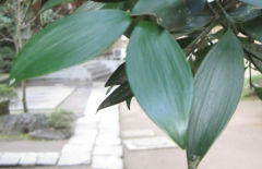 125794874832916332548_katori_nagi.jpg
