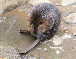 beaver1.jpg