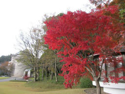 momiji2010_1.jpg