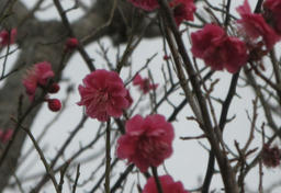 koubai20120320.jpg