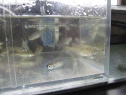 imba20120323_2.jpg