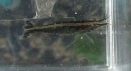 imba20120323_4.jpg