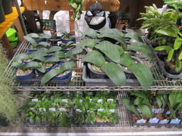 garden20120323_4.jpg