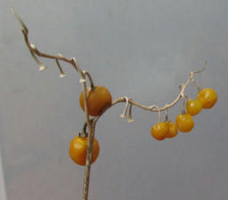 mi20120325_2.jpg