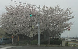 kosenjo.jpg