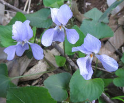 ha20120422.jpg