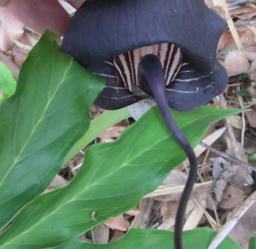 ura20120422a.jpg