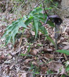 ura20120422b.jpg