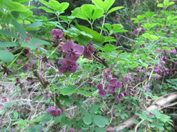 hana20120430.jpg