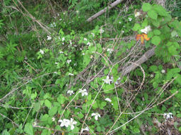 ichigo20120430.jpg