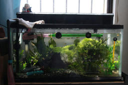 suisou20120429.jpg
