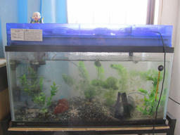 suisou20120429a.jpg