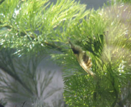 syurimp20120430.jpg