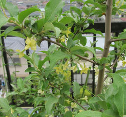 gumi20120430.jpg
