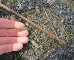 ebi20120430.jpg