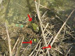 frog20120430.jpg