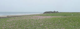 hamahirugao20120520.jpg