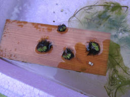 icho20120527.jpg