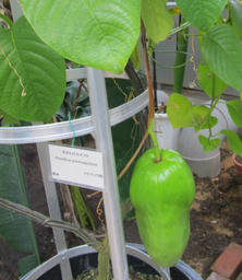 tisitu20120527e.jpg