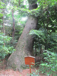 daija20120603.jpg