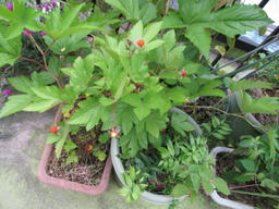kaji20120611a.jpg