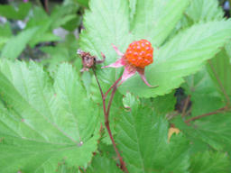 kaji20120611.jpg