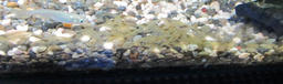 ebi20120611.jpg