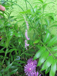 neji20120706.jpg