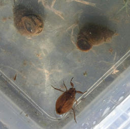 tagame20120708.jpg