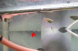 medaka20120725.jpg