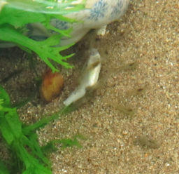 shi20120724.jpg