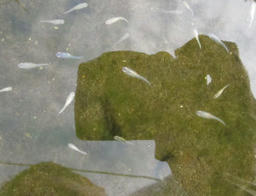meda20120902.jpg