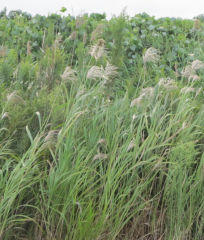 susuki201209.jpg