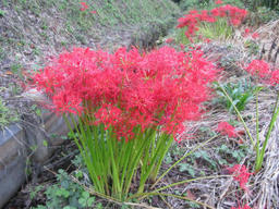 higan201209.jpg
