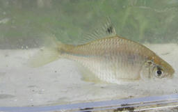 bara201209.jpg