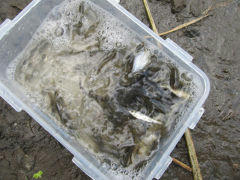 imba201210.jpg