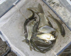 imba201210b.jpg