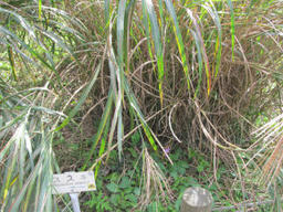 susuki201210.jpg
