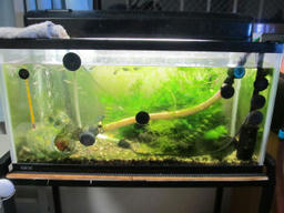 sui20121101a.jpg
