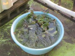 ice201212.jpg