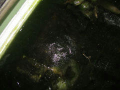 ice20121227a.jpg