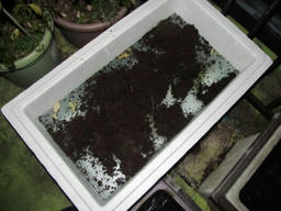 ice20121227b.jpg